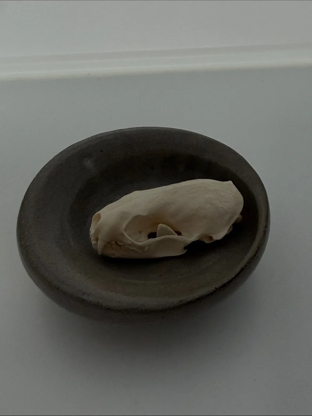 Decorative Ceramic Dish in Gray with Natural Skull Accent